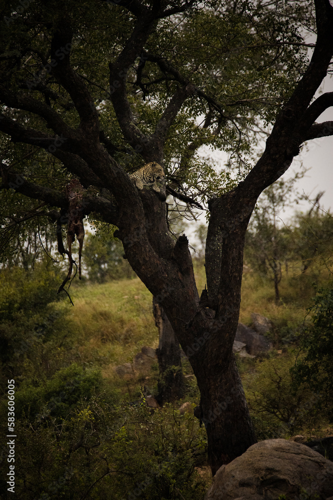 A stunning photo captures a leopard in a tree with an impala kill. Witness Africa's wildlife and the importance of conservation to protect endangered species and preserve biodiversity.