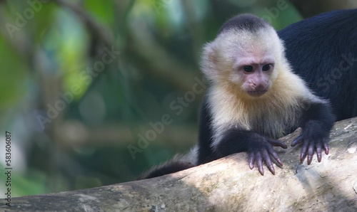 Capuchin monkey on a tree branch in a natural outdoor in Costa Rica