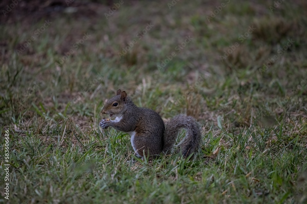 Side closeup of an Eastern gray squirrel running on the yellowing grass Side closeup of an Eastern gray squirrel running on the yellowing grass