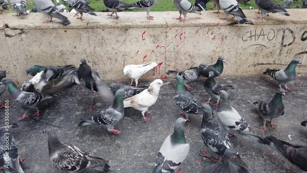 High Angle View Of Birds On Street Square in Thessaloniki, Greece High Angle View Of Birds On Street Square in Thessaloniki, Greece