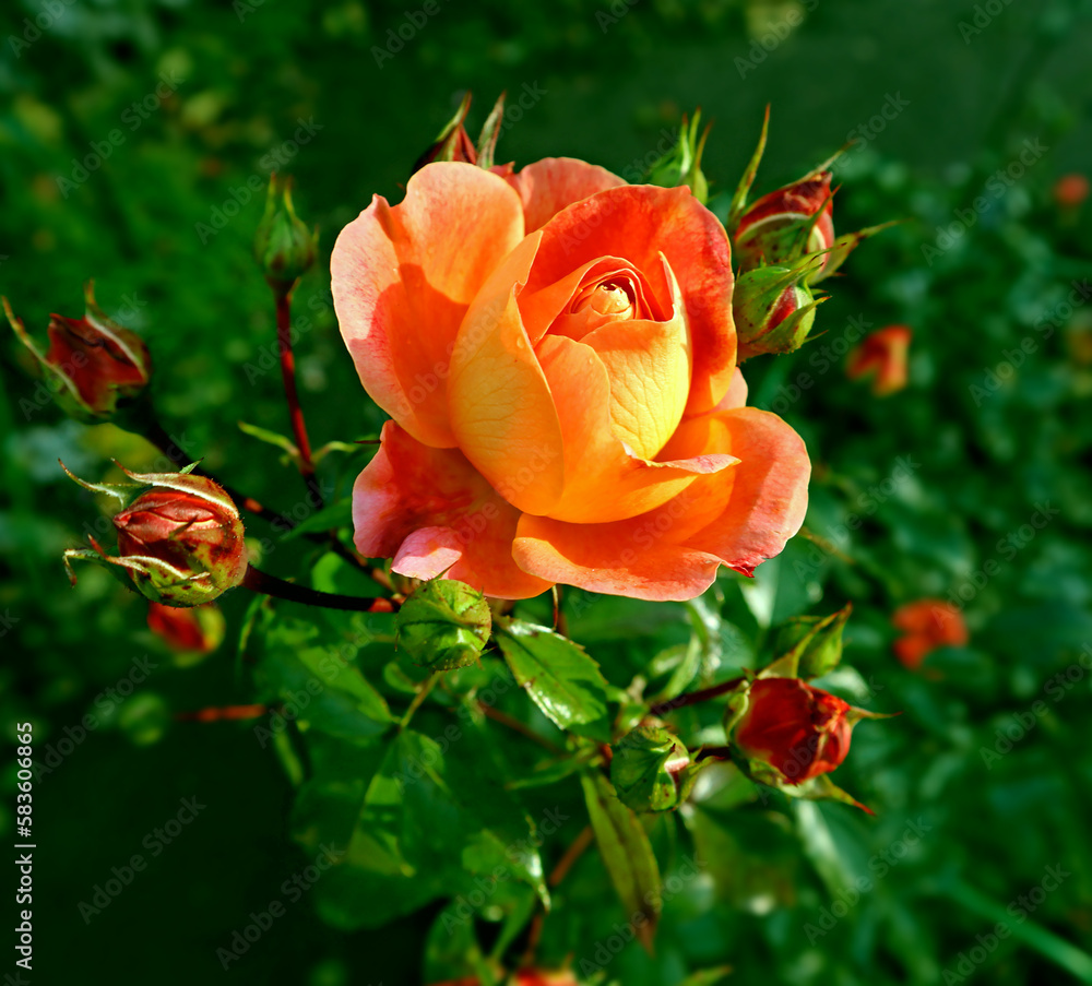Red rose close-up against the background of green foliage lit by natural sunlight. Beautiful roses flowers bloom in the summer garden. Red rose close-up against the background of green foliage lit by natural sunlight. Beautiful roses flowers bloom in the summer garden.