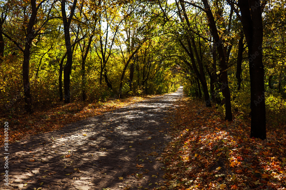 Naklejka premium Road through the forest