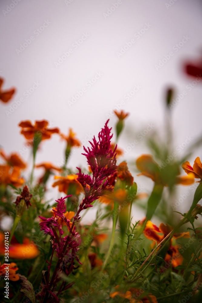 Red flower on a misty morning