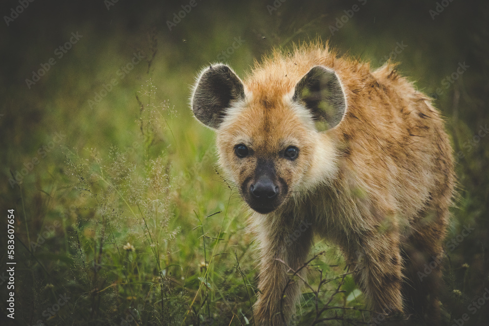 Obraz premium Close up image of a Spotted Hyena in the Greater Kruger park in Mpumalanga in South Africa.