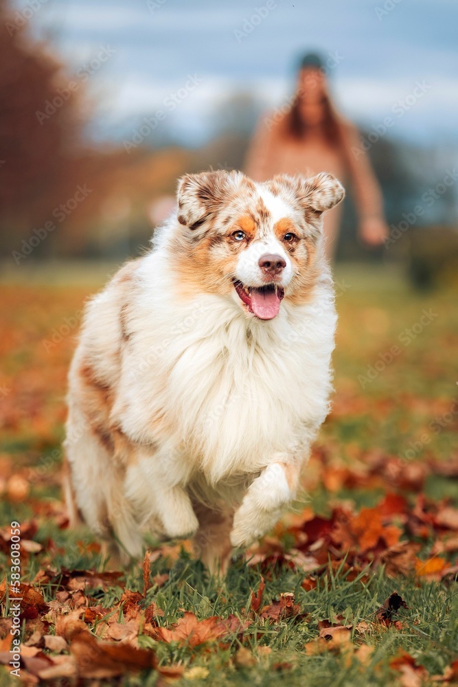 Vertical shot of a purebred Australian shepherd running in the field with fallen autumn leaves