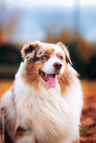 Vertical portrait of a purebred Australian shepherd sitting in the field with fallen autumn leaves