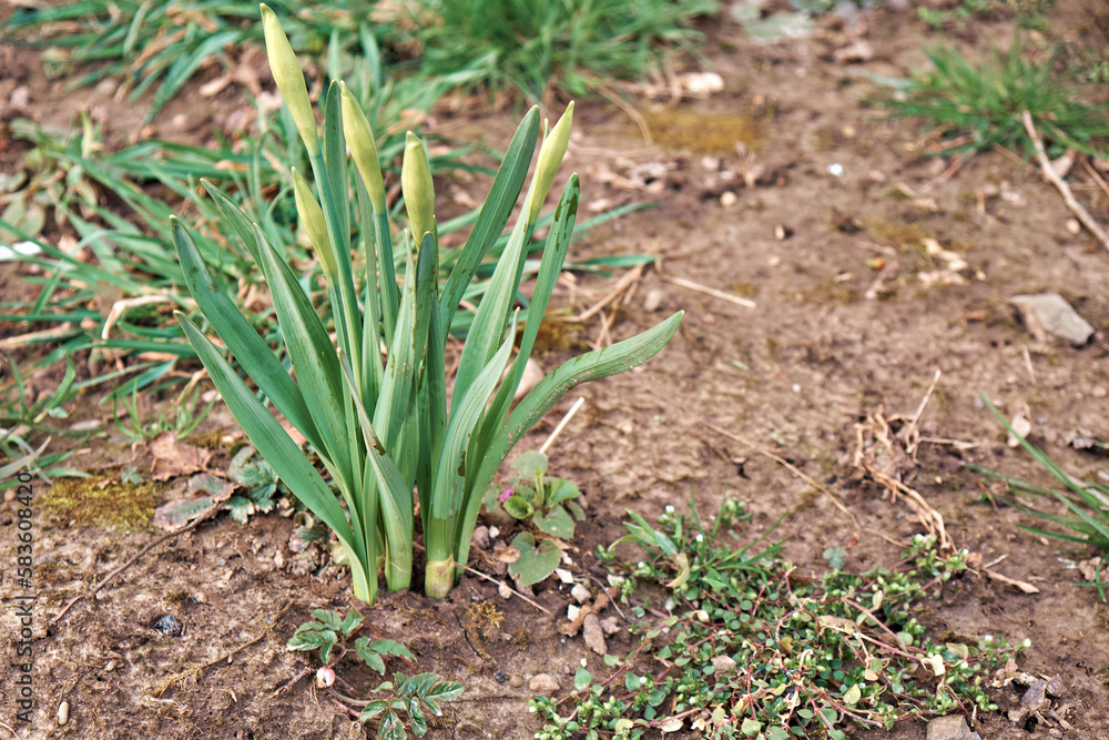 Obraz premium The buds of the first spring flowers are not open. Early spring.