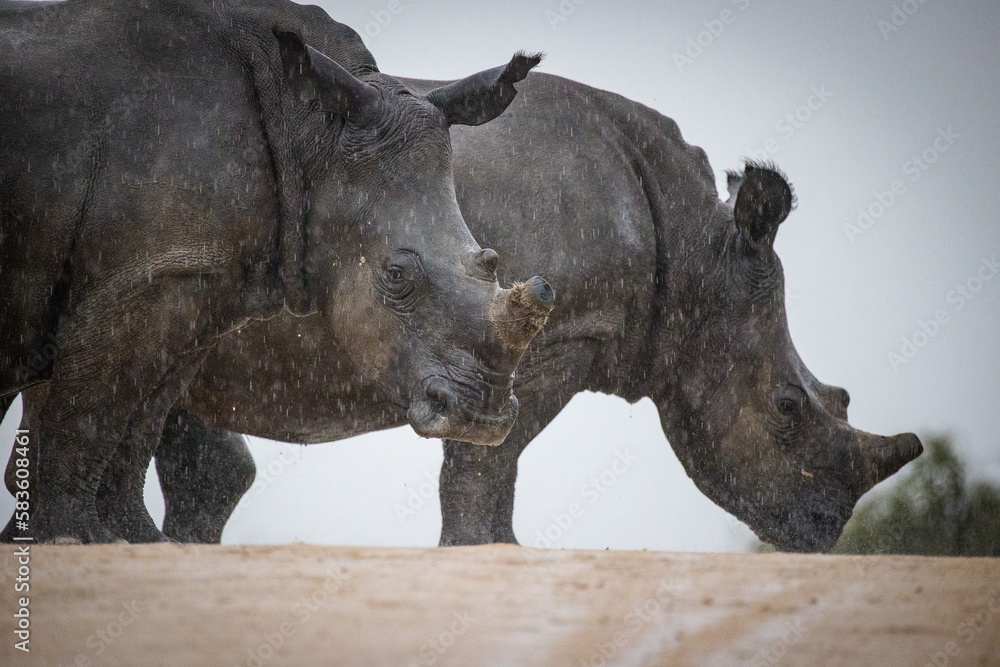 Obraz premium Close up image of a de-horned White Rhino, a highly endangered animal in africa, photographed in a national park in South Africa