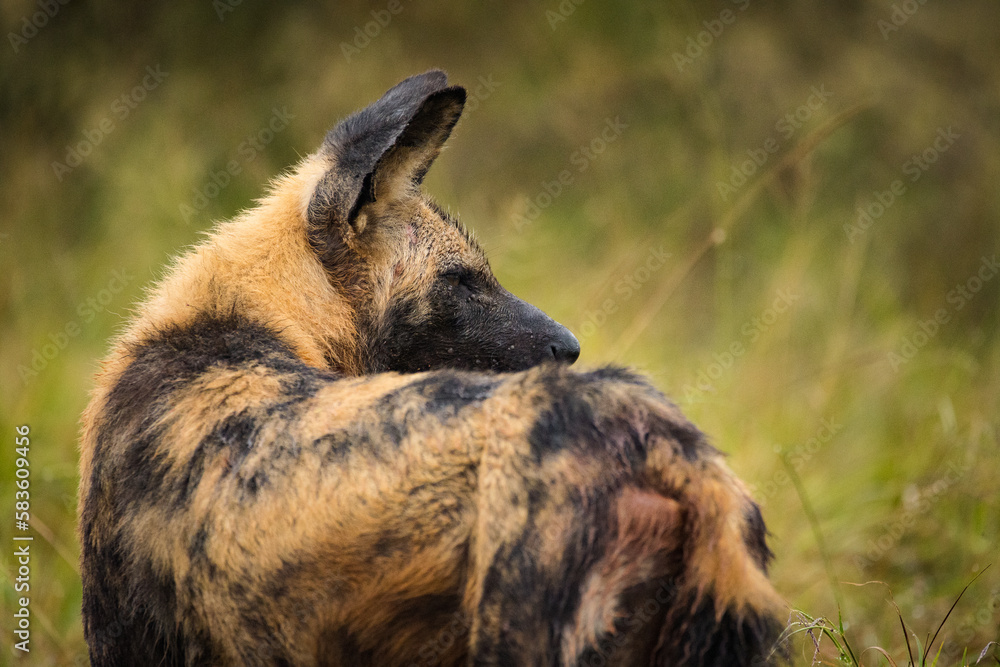 Close up image of an African Wilddog in a national park in South Africa Close up image of an African Wilddog in a national park in South Africa