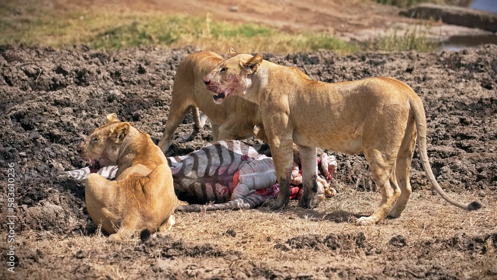 Fototapeta premium Lions eating a dead zebra in the dirt in Serengeti national park, Tanzania