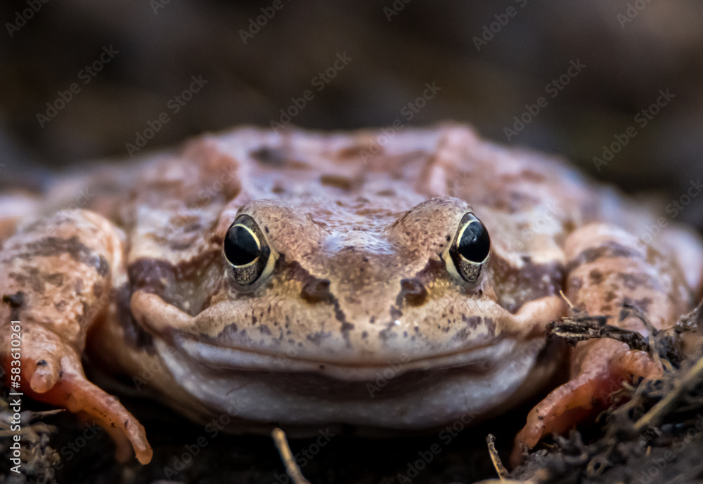 Naklejka premium frog on the ground