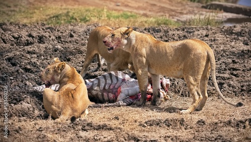 Lions eating a dead zebra in the dirt in Serengeti national park, Tanzania