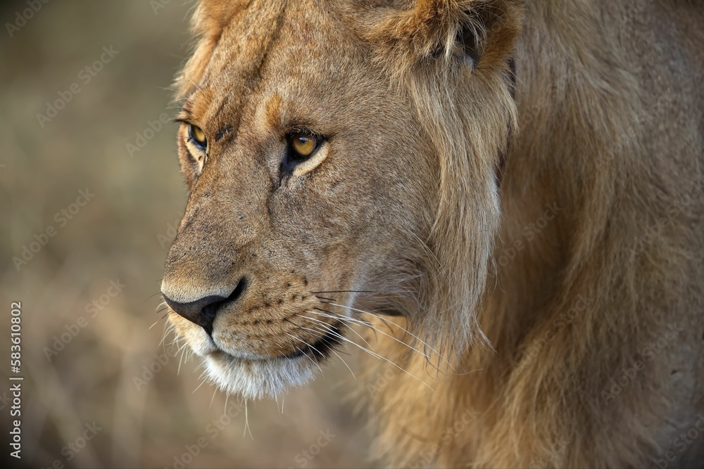 Face of a beautiful lion against a blurred background Face of a beautiful lion against a blurred background