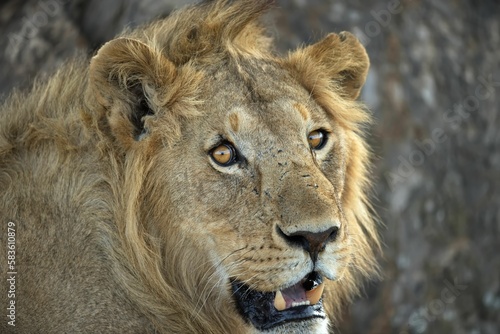 Portrait of an African lion on a blurred background