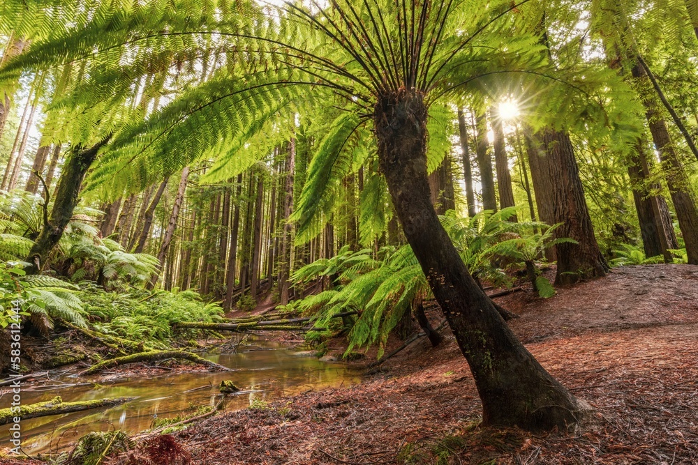 Backlit fern tree alongside creek and Sequoia Redwood forest Backlit fern tree alongside creek and Sequoia Redwood forest