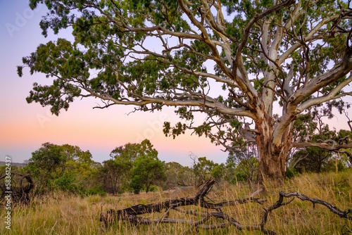 Australian gum tree in bushland at dusk photo