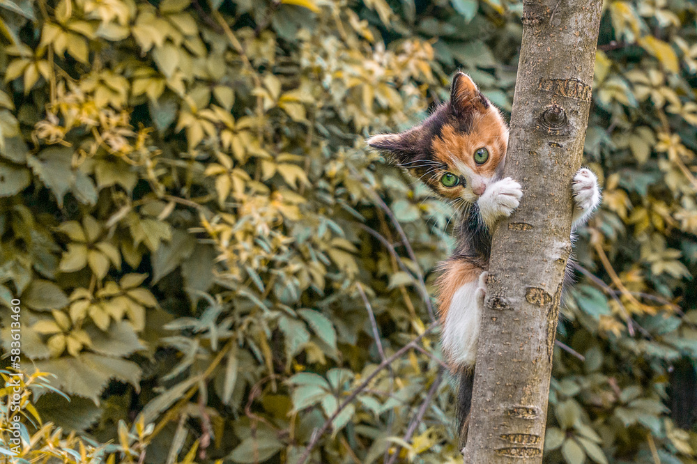 cute kitten playing on a tree