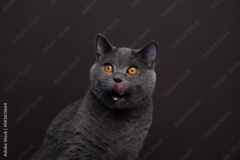 gray british shorthair cat making funny face looking hungry licking over mouth on brown background with copy space