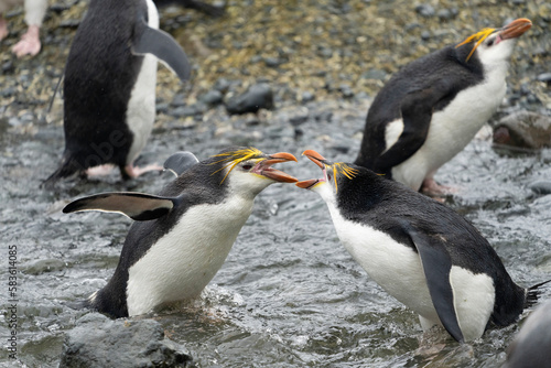 Royal Penguin  Eudyptes schlegeli 