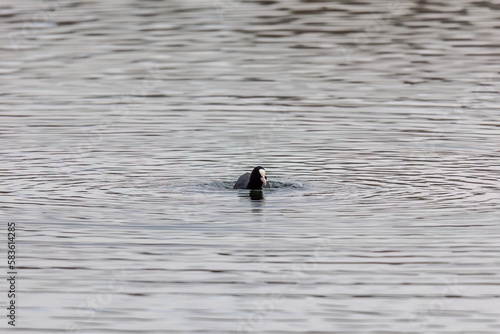 A coot swims on a reflecting water surface