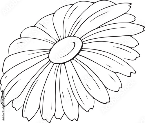 Vector illustration of an isolated  summer  white chamomile flower. For holiday  decoration  decoration and design. Drawn by hand.