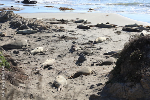 Elephant seals on coast 
