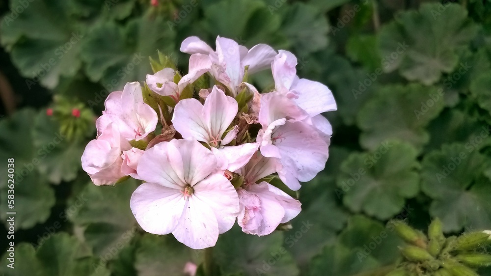 pink flowers