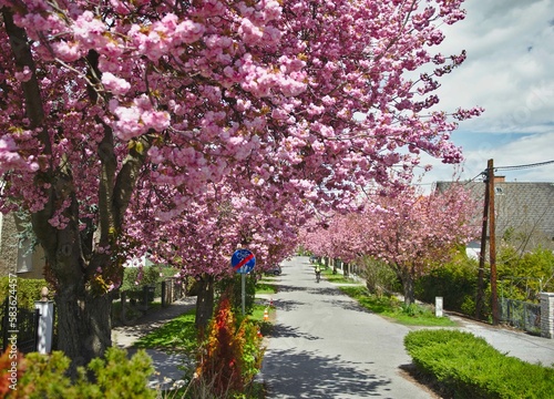 Cherry Blossom on the streets in morning light. Flowering sakura trees along the road in the suburbs of the city Graz, Austria.