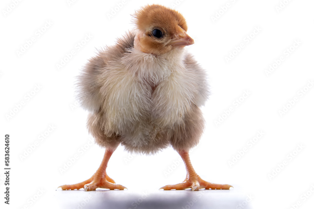 Fototapeta premium A newly born chick on a white background