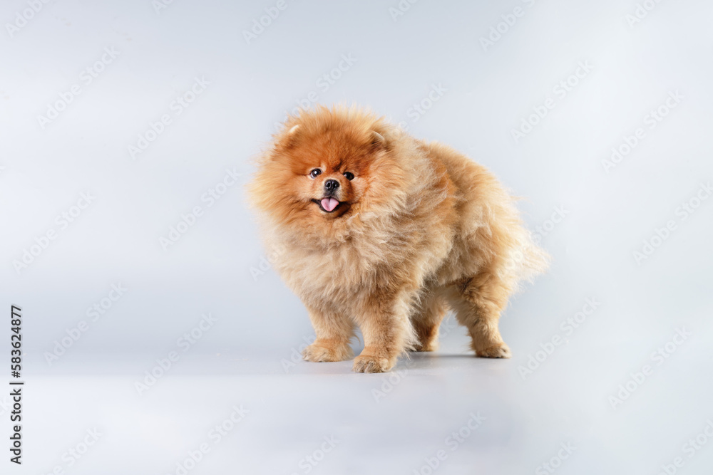 A very overgrown pomeranian standing in front of a gray background. The concept of dog care