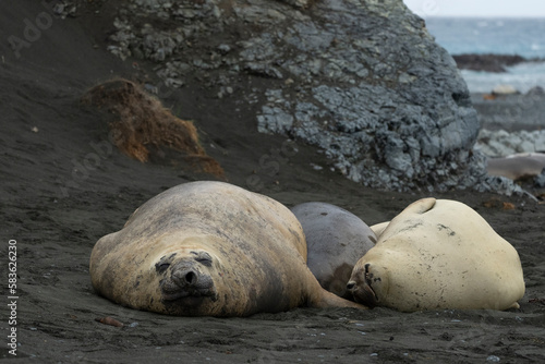Elephant seals sleeping on the beach photo