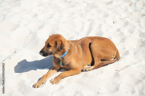 dog pet on sand. dog pet on the beach. dog pet relax outdoor. photo of dog pet