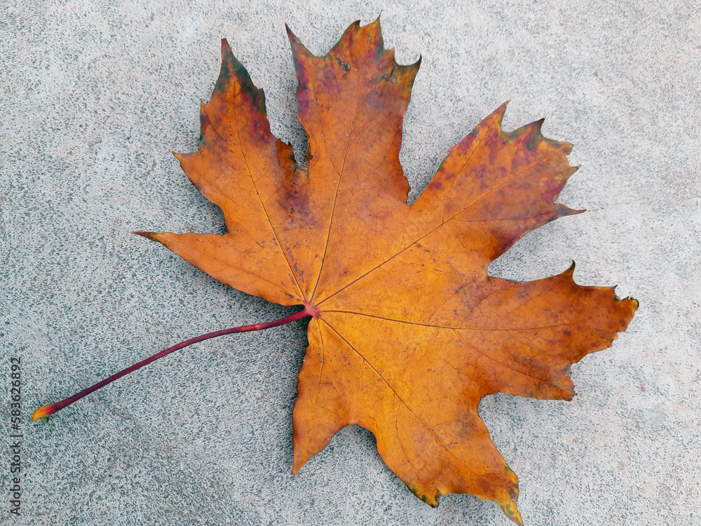 Yellow autumn maple leaf on concrete close-up Yellow autumn maple leaf on concrete close-up