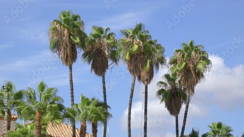 Beautiful Palm Trees blowing in the wind against a blue sky with clouds in Malaga, Andalusia, Spain. Summer city Palm Trees.View of palm trees in a Spanish city photo