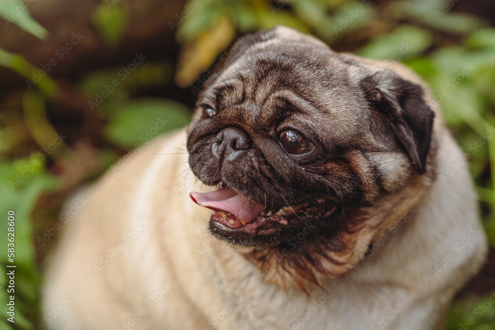 Pug dog with an open mouth and his tongue sticking out and sitting in the grass of the forest on a sunny day. Pug dog with an open mouth and his tongue sticking out and sitting in the grass of the forest on a sunny day.