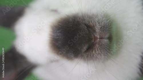 A nose of little cute white bunny sitting on the grass. Soft focus. Rabbit Snout and whiskers close up. Macro shot of sniffing bunny nose