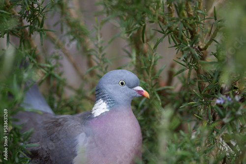 Pigeon near a rosemary bush