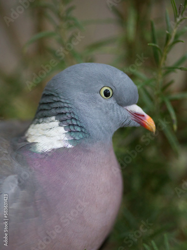 Close up of a dove, bird near rosemary bush, used as illustration reference