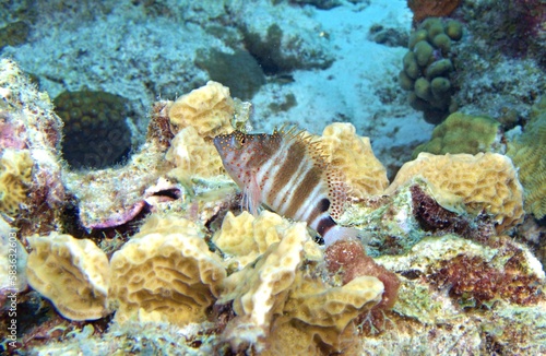 Redspotted Hawkfish on the reef