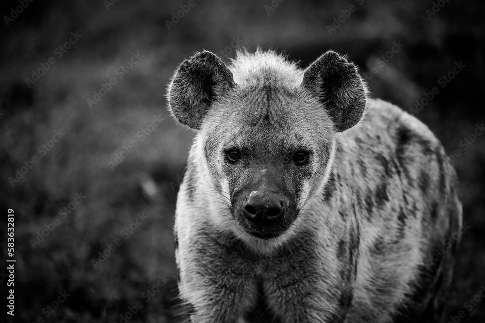 Close up image of a Spotted Hyena in the Greater Kruger park in