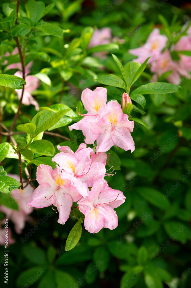 Flowering ornamental plant, pink inflorescences of rhododendron. A plant or bush grows in the garden, as well as in the wild Flowering ornamental plant, pink inflorescences of rhododendron. A plant or bush grows in the garden, as well as in the wild