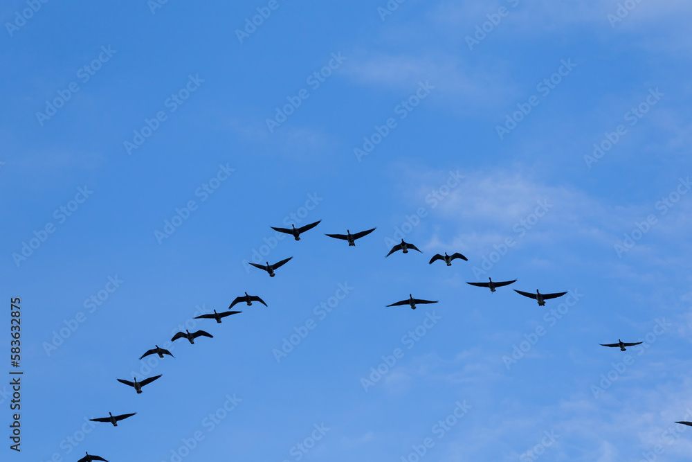 Group of migrating geese birds