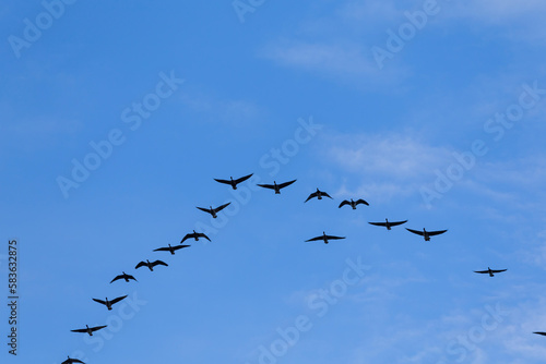 Group of migrating geese birds