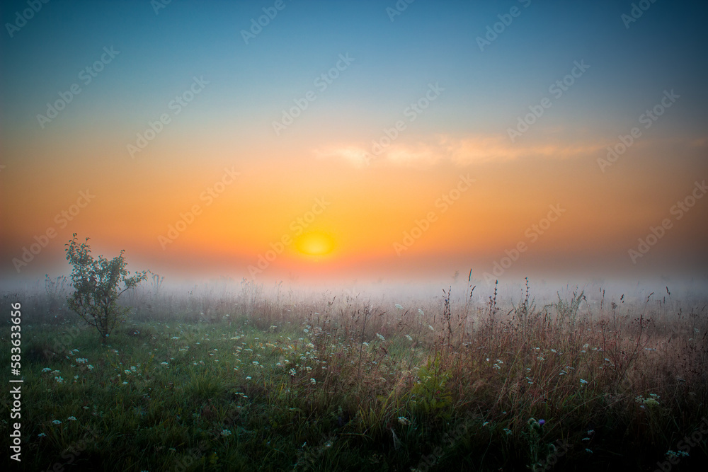 Green field and beautiful summer sunrise.