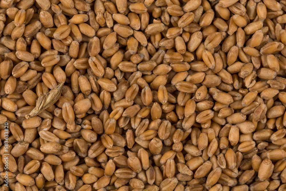 whole background of wheat grain whole background of wheat grain