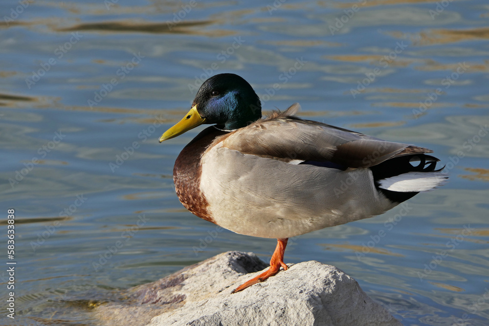 a mallard duck in the lake. Anas platyrhynchos
a mallard duck in the lake. Anas platyrhynchos