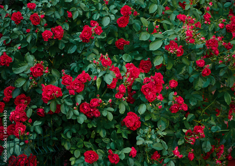 Large bush with many red roses close-up. Beautiful floral background.