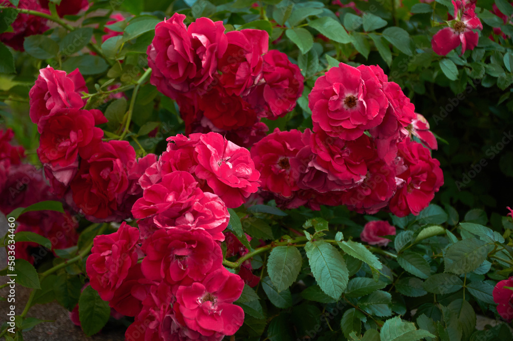 Large bush with many red roses close-up. Beautiful floral background. Large bush with many red roses close-up. Beautiful floral background.