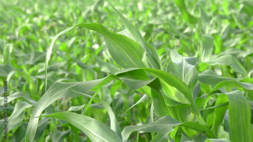 Green Cornfield on a Sunny Summer Day: A Serene View of Growing Corn Crops on an Organic Farm - Perfect for Agricultural and Farming Themes. Organic Green Cornfield Green Cornfield on a Sunny Summer Day: A Serene View of Growing Corn Crops on an Organic Farm - Perfect for Agricultural and Farming Themes. Organic Green Cornfield