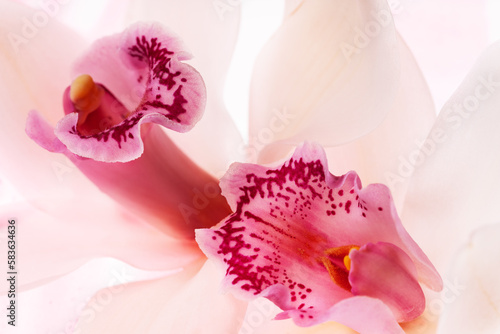 Macro portrait of two orchid flowers